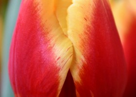 Tulipa Replay ® (4)